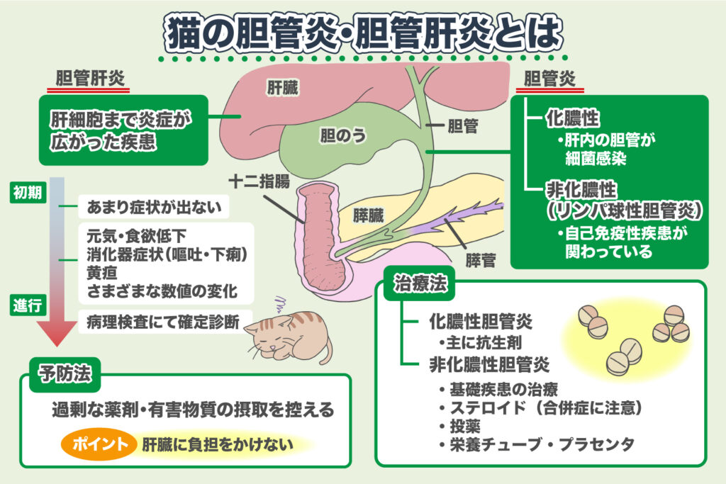 胆管炎、胆管肝炎