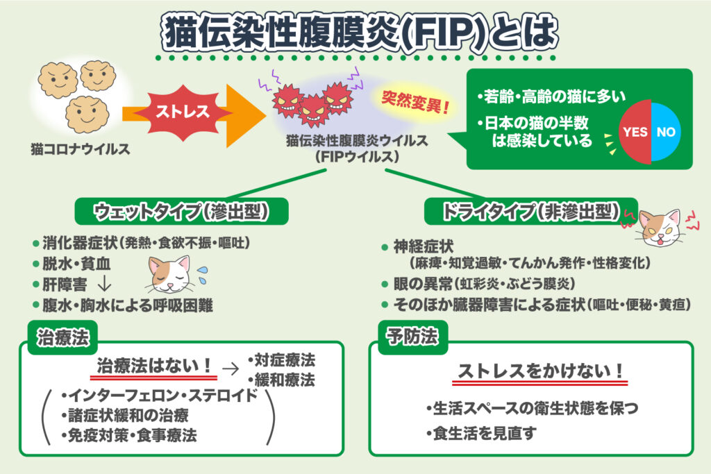 猫传染性腹膜炎（FIP）