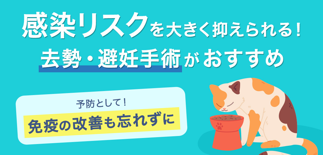 猫免疫缺陷病毒（FIV）的发病、症状、治疗方法和克服方法イメージ