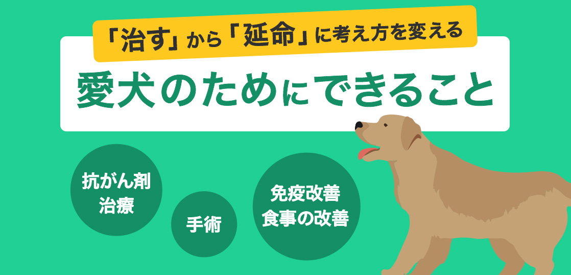 犬淋巴瘤的种类、症状、抗癌药、治疗方法、改善与治愈的提示イメージ