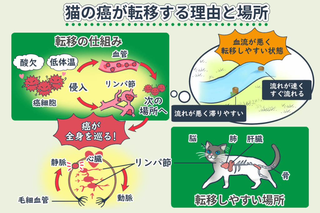 猫癌症转移的原因和部位