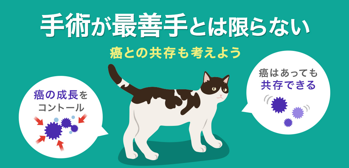 猫的癌症症状有哪些？治疗方法、手术，以及不治疗的预期寿命解说イメージ