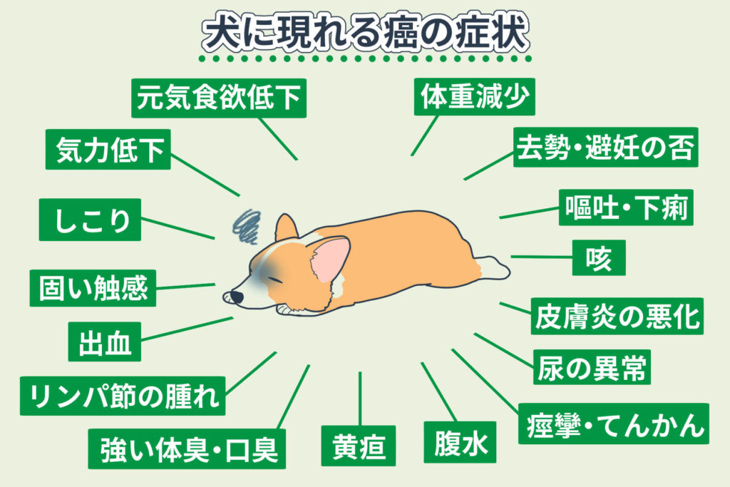 犬に現れる癌の症状