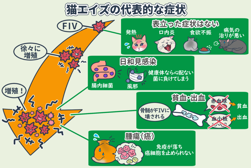 猫艾滋的典型症状