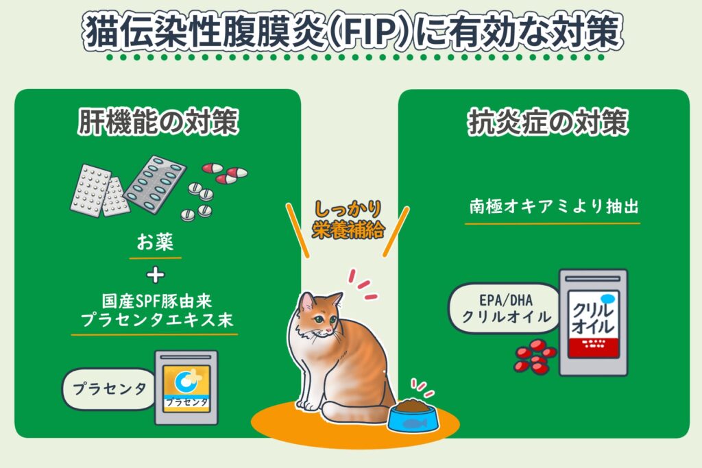 猫的FIP对策