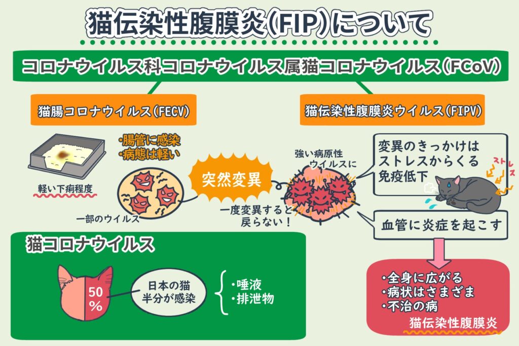 什么是猫传染性腹膜炎（FIP：Feline infectious peritonitis，エフアイピー）？