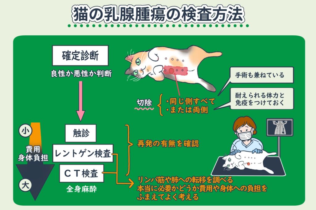 关于猫乳腺肿瘤的检查