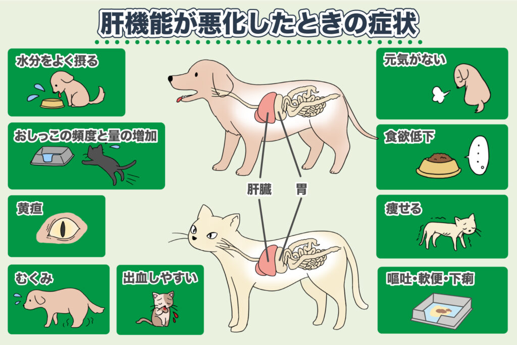 肝功能异常（肝疾病）