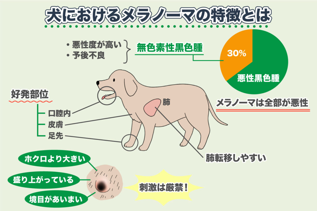 犬的黑色素瘤特征