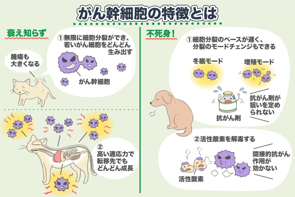 癌症干细胞的特点