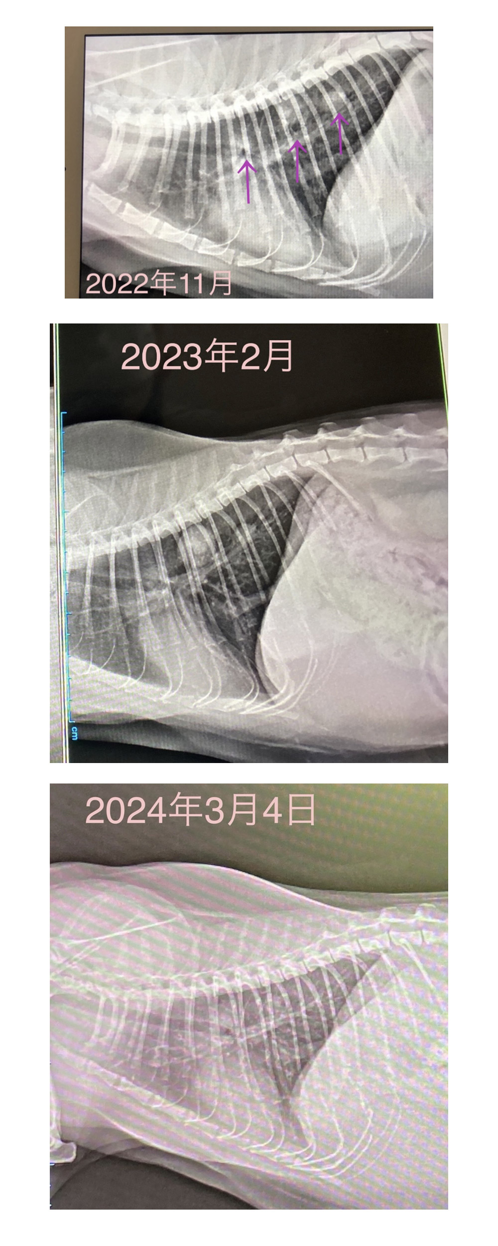 只需输入邮箱地址即可轻松申请Cordy相关资料